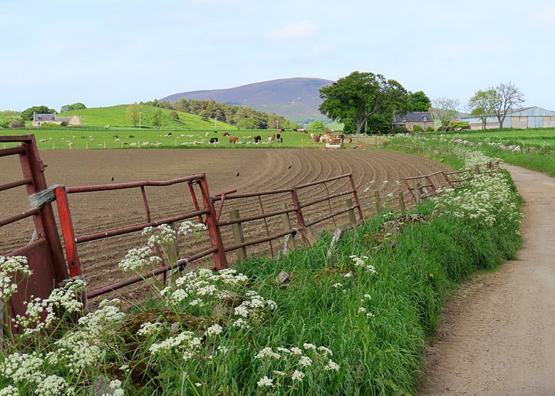 Weetyfoot near Drumnagorrach by Anne Burgess