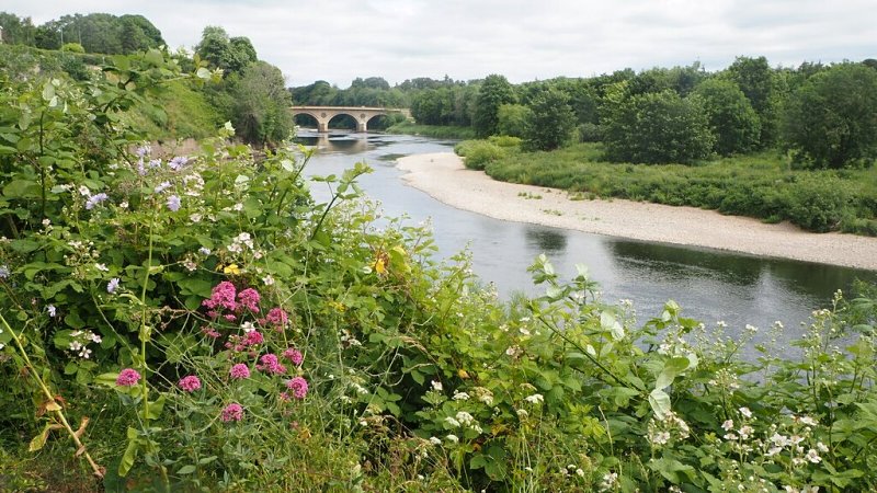 Coldstream Bridge by Jennifer Petrie