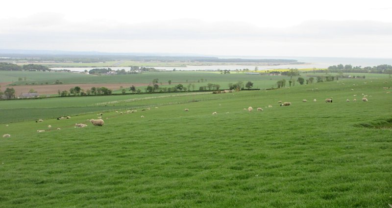 Sheep on Clatto Hill by Scott Cormie