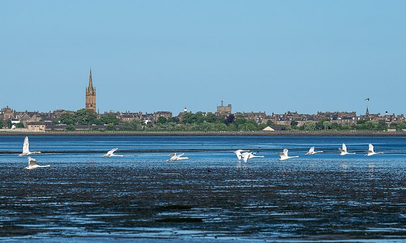 Montrose Basin, Angus by Thomas Andy Branson