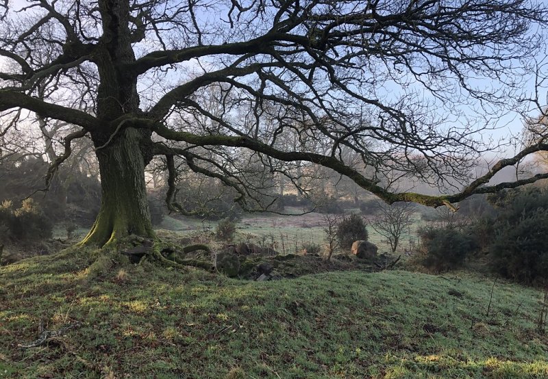 Woodland Pasture, Ruthven by Richard Webb