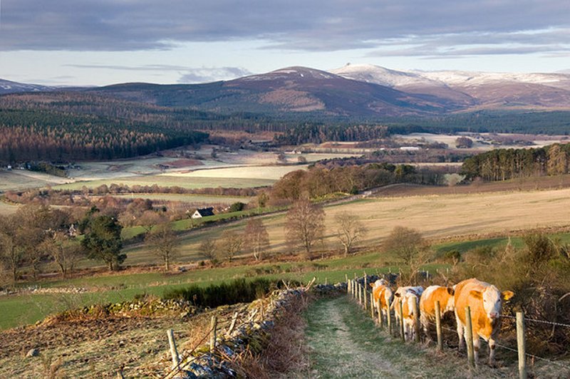 Ardlair Path by Nigel Corby
