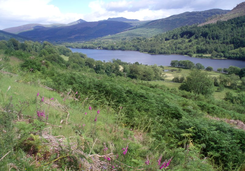 High Summer, Balquhidder by Adam Ward