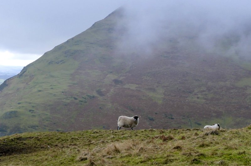 Sheep above Alva by Richard Webb