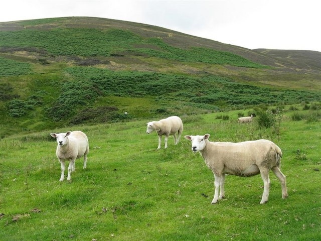 Midlothian sheep by M J Richardson